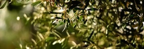 how plants make the organic molecule worksheet pdf