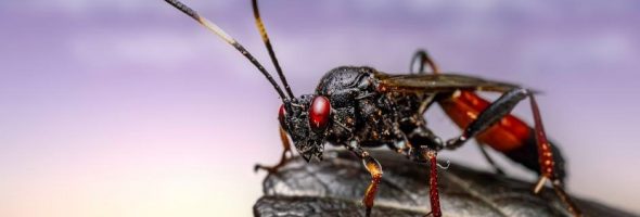 the chosen season 3 study guide pdf