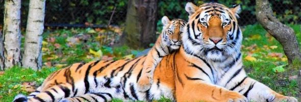 cub cadet st 100 manual