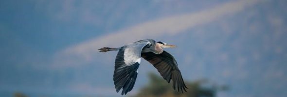 the big picture karen kearns 5th edition pdf free download