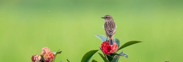 rain bird esp-me3 manual