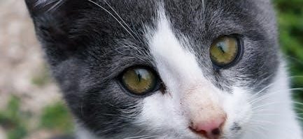 the curious case of benjamin button pdf