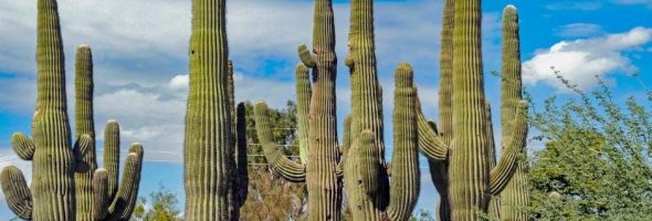 arizona accounting manual