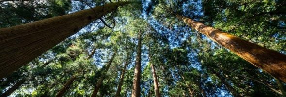 10’x20 canopy instructions pdf