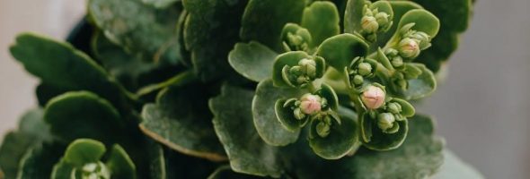 mary oliver instructions for living a life