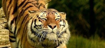 trochanteric bursitis stretches pdf