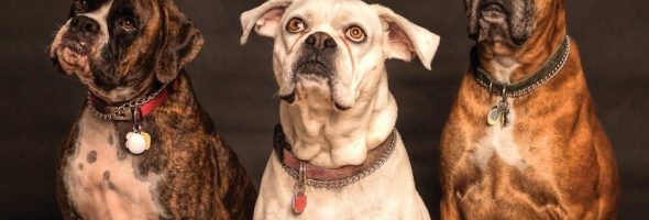 three hail mary novena pdf